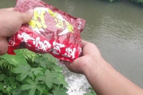 雨天溪流野钓石斑鱼技巧（探寻雨中溪流）