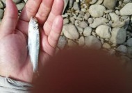 鹅卵石钓鱼技巧有哪些？如何利用鹅卵石提高钓鱼效率？