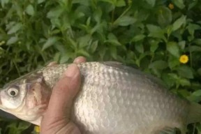 如何垂钓鲫鱼？垂钓鲫鱼有哪些技巧和教程？