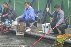 德国黑坑钓鱼技巧有哪些？如何提高钓鱼成功率？