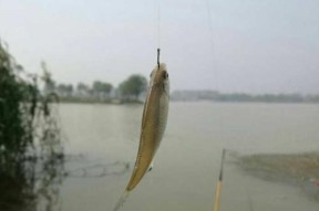 饵料配方钓鱼技巧真的不重要吗？如何提升钓鱼成功率？