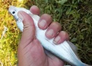 浮钓的钓法和技巧是什么？如何提高浮钓的技巧？