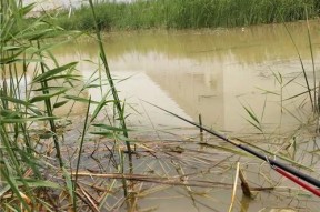 雨后钓鱼技巧指南（掌握钓鱼技巧）