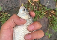 城市小河钓鱼方法与技巧是什么？如何提高钓鱼成功率？