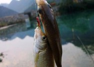 东北三省夏季垂钓鲫鱼技巧（掌握钓点选择技巧，提升夏季垂钓鲫鱼的成功率）
