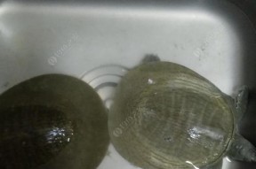 夜钓甲鱼选位技巧（掌握钓位关键提高甲鱼收获）