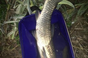邕江野钓大鲤鱼的绝佳技巧（揭秘成功钓鲤的秘密）