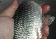 如何掌握大板鲫鱼野钓技巧？有哪些常见问题需要注意？