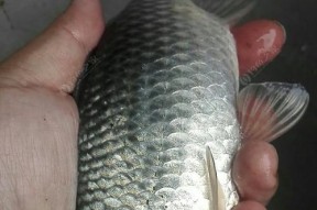 如何掌握大板鲫鱼野钓技巧？有哪些常见问题需要注意？