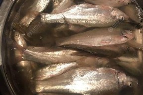 玉米鱼饵钓翘嘴鱼的技巧（钓翘嘴鱼必备的玉米鱼饵及钓法）