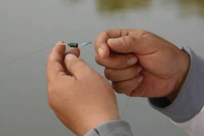 秋分后晴天钓鱼技巧（掌握钓鱼要诀）