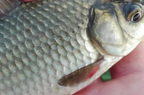 浮萍塘钓鲫鱼技巧有哪些？如何提高钓鲫鱼的成功率？