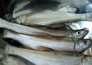 浮钓小翘嘴钓的技巧是什么？如何提高浮钓小翘嘴的成功率？