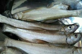 浮钓小翘嘴钓的技巧是什么？如何提高浮钓小翘嘴的成功率？