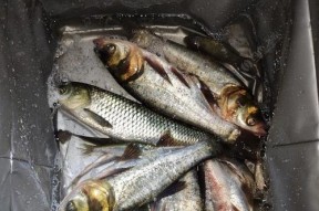 南方夏天野钓草鱼技巧（南方夏天野钓草鱼的捕获技巧与心得分享）