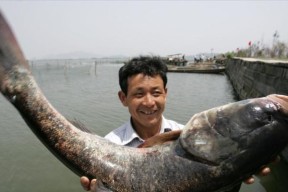 东莞野钓鲢鳙技巧有哪些？如何提高钓鲢鳙的成功率？