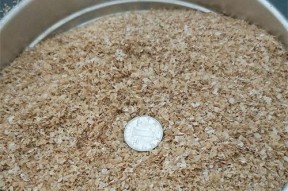 钓鱼调食料技巧有哪些？如何根据季节调整食料？