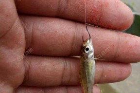 浮水莲钓鱼技巧教程？如何提高浮水莲钓鱼的成功率？