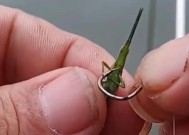 浮钓新手草鱼的技巧与方法（解析草鱼钓浮的关键技巧）