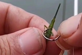 浮钓新手草鱼的技巧与方法（解析草鱼钓浮的关键技巧）