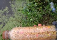 浮萍草钓鱼技巧有哪些？如何提高浮萍草钓鱼的成功率？