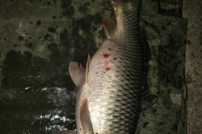 初春池塘鲤鱼垂钓技巧是什么？如何提高垂钓成功率？