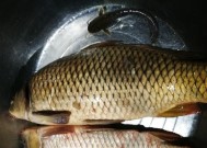 荷花池夜钓技巧有哪些？如何提高夜钓成功率？
