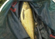 筏钓竿钓大鱼技巧教程？如何提高钓大鱼的成功率？