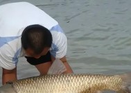 河里有草鱼怎么钓鱼的技巧？有哪些有效的钓鱼方法？