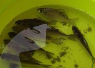 放生蚯蚓钓鱼技巧有哪些？如何提高钓鱼成功率？