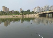河里有流水野钓技巧是什么？如何提高野钓成功率？