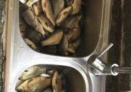 河里沙坑钓鱼技巧有哪些？如何提高钓获率？