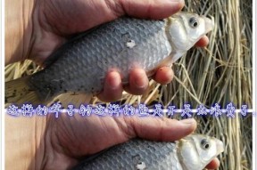 野钓鲫鱼散打技巧（击败鲫鱼）