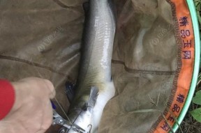 冰钓鲈鱼的方法和技巧是什么？如何提高冰钓鲈鱼的成功率？
