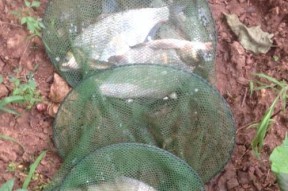 如何提高钓鱼钓虾子技巧？常见问题有哪些？