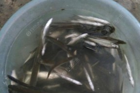 河道钓鱼拉饵技巧大揭秘（钓鱼高手教你如何在河道中使用拉饵技巧）