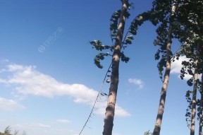夏季大风天钓鱼技巧（战胜狂风）