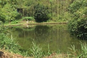 电线杆钓鱼的正确方法和技巧是什么？如何避免常见错误？