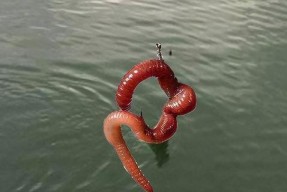 澄湖小水面钓鱼技巧和方法？如何提高钓鱼成功率？