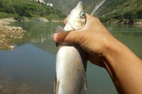 夏日钓鲮鱼的技巧（野外钓鲮鱼的经验与技巧）