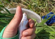 钓鱼截口技巧大揭秘（提升钓鱼成功率的关键是掌握这些技巧）