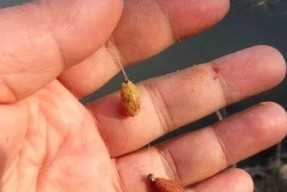 农村搓饵钓鱼技巧（轻松掌握农村搓饵钓鱼的窍门与技巧）