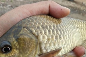 春天钓鱼技巧有哪些？如何提高春季钓鱼成功率？