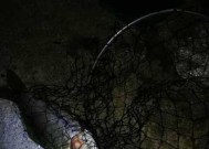 肥水塘夜钓鲤鱼技巧有哪些？如何提高夜钓鲤鱼的成功率？