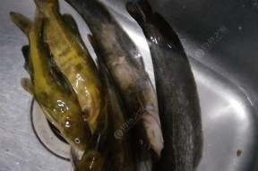 河流串钩流水挂黑蚯蚓钓鱼技巧有哪些？如何提高钓鱼成功率？