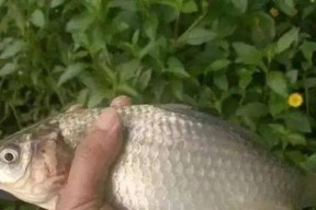 春季浮头钓鲫鱼技巧有哪些？如何提高钓鲫鱼的成功率？