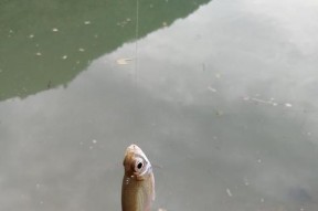 如何掌握钓鱼时的调高与调低技巧？常见问题有哪些解决方法？