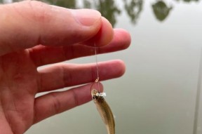 如何选择合适的钓鱼用品搭配？搭配技巧有哪些常见问题？