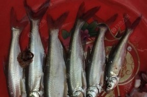 地下河口钓鱼技巧和方法是什么？如何提高钓鱼成功率？