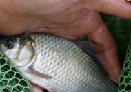 河里鲤鱼野钓技巧有哪些？如何提高钓鲤鱼的成功率？